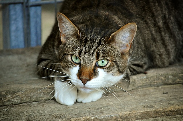 cats-eyes-2671903_640 cats-eyes-2671903_640