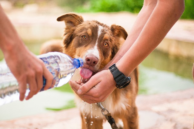 dog-2982426_640 dog-2982426_640